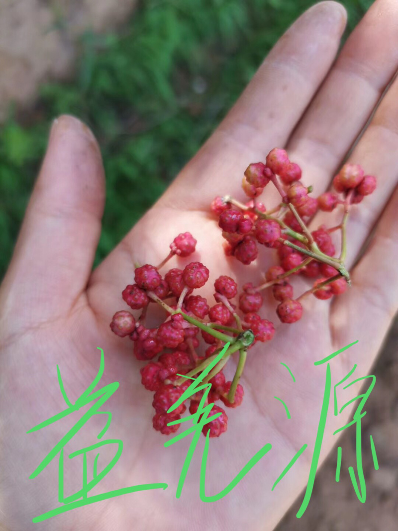 无刺花椒苗