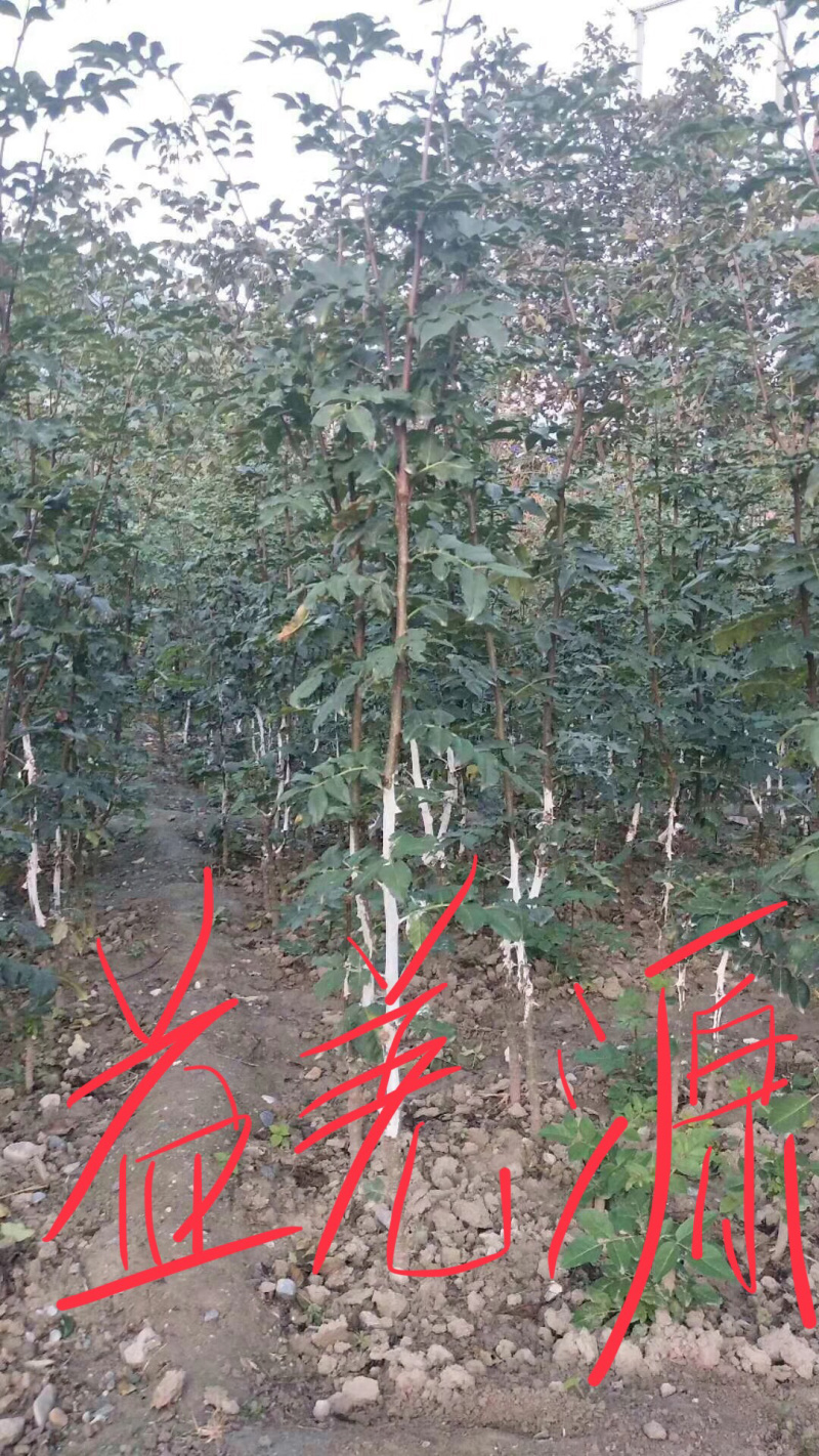 无刺花椒苗