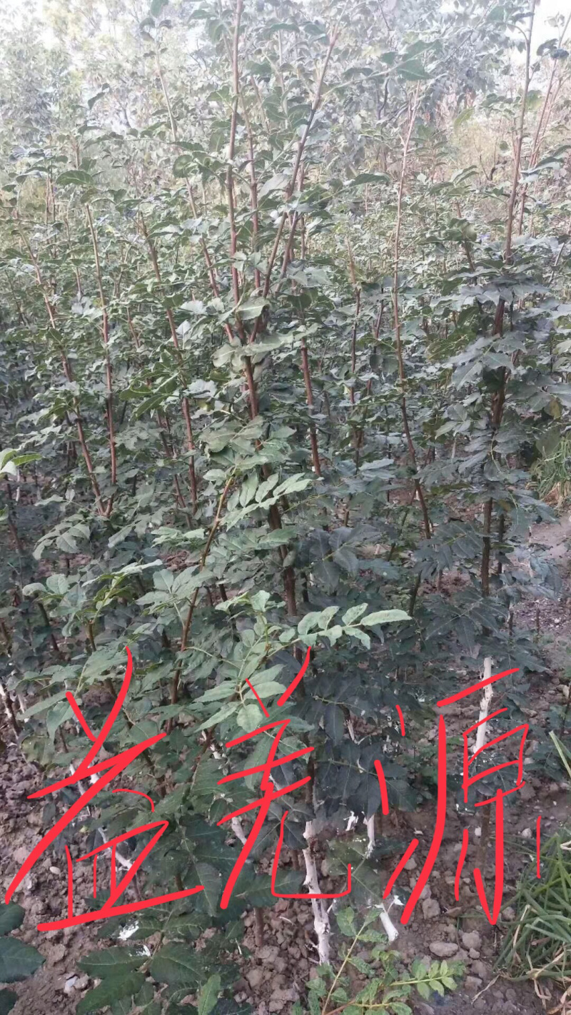 无刺花椒苗