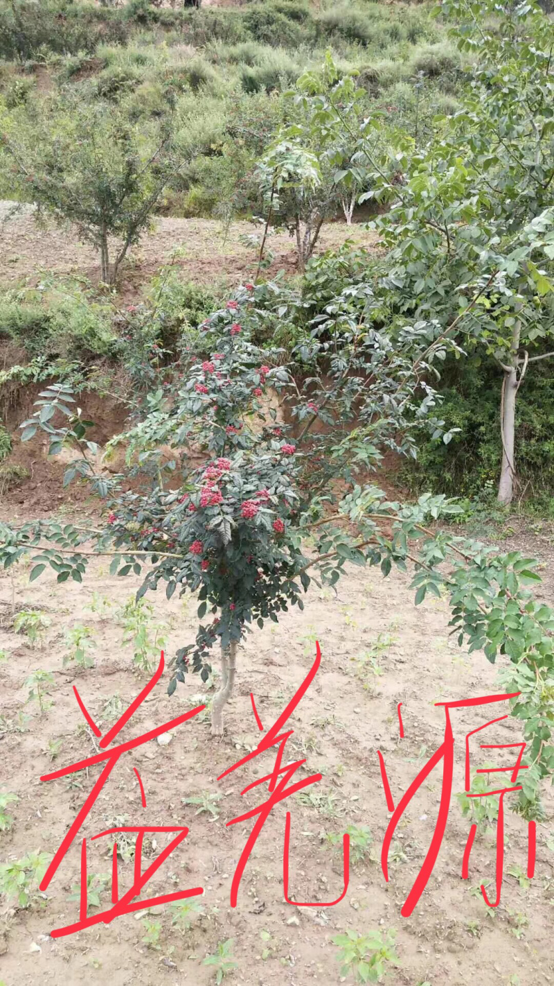 无刺花椒苗