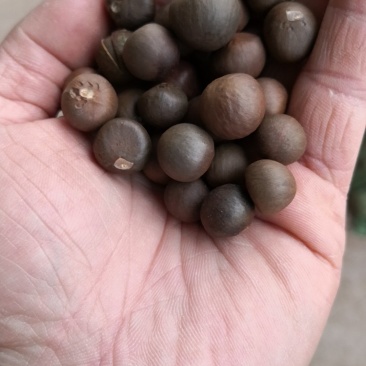 茶籽，茶叶子