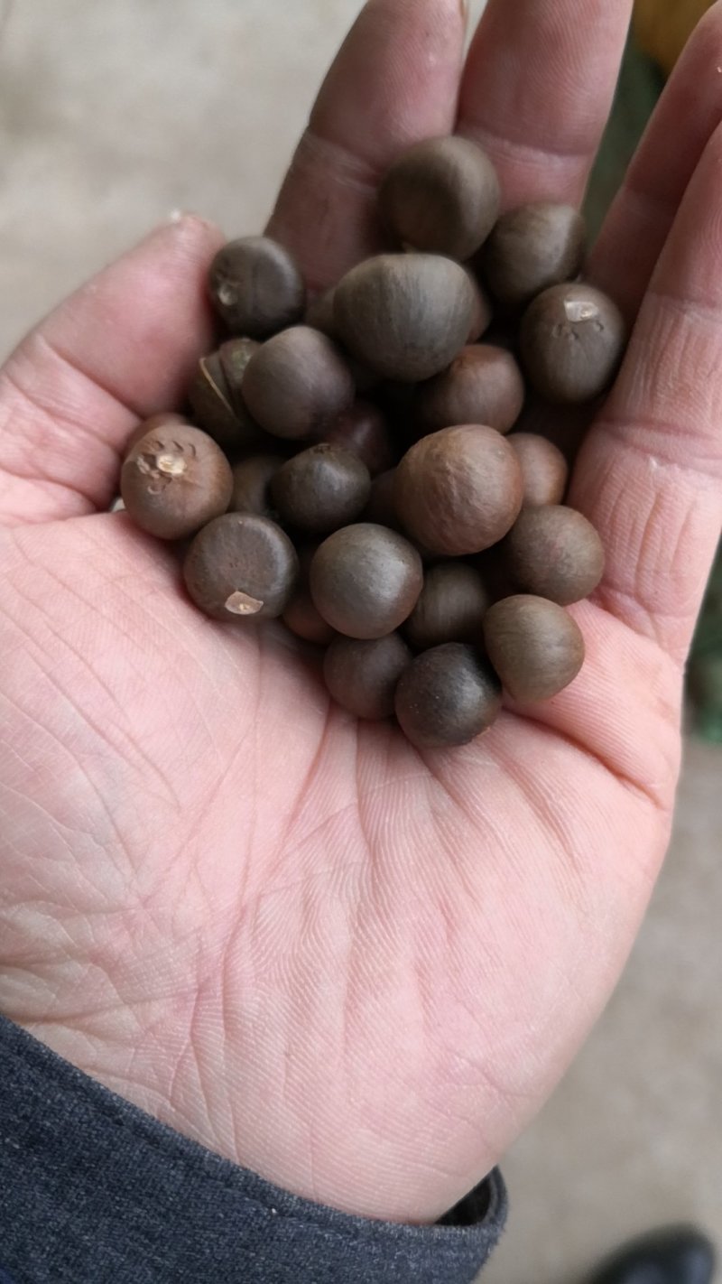 茶籽，茶叶子