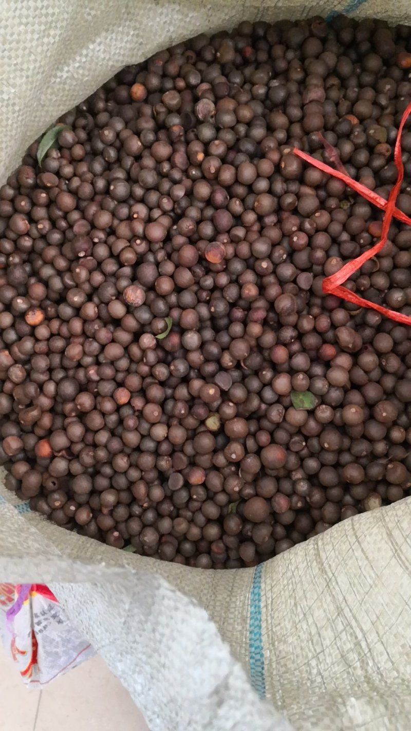 茶籽，茶叶子