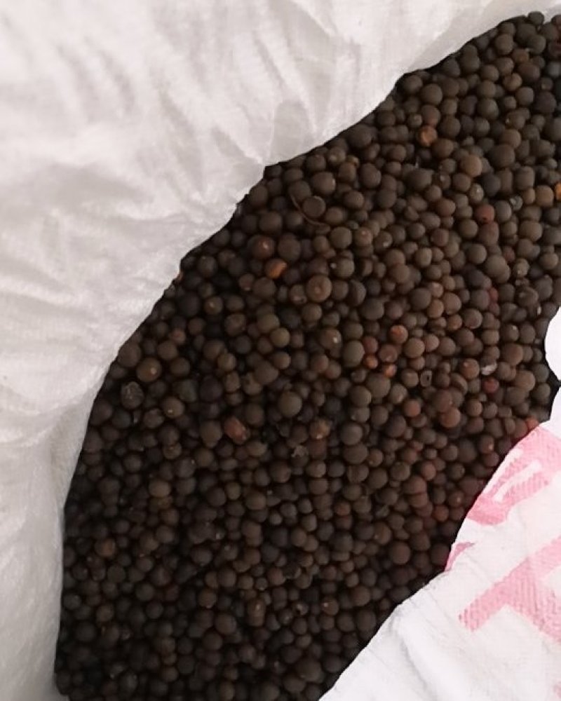 茶籽，茶叶子