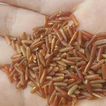 长粒红米22年红米新货农家红米优质五谷杂粮5斤
