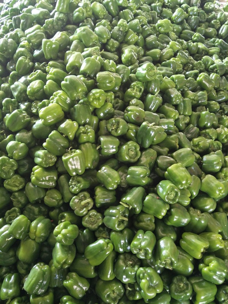 《圆椒》大量上市，质量好价格低，货源充足，一条龙服务
