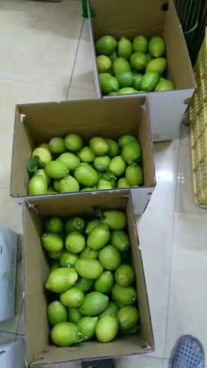 大量批发零售无籽香水柠檬包邮