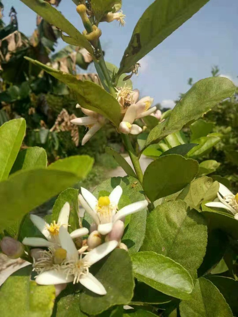 大量批发零售无籽香水柠檬包邮