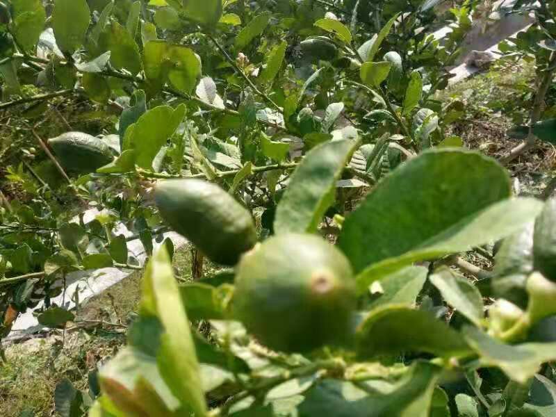 大量批发零售无籽香水柠檬包邮