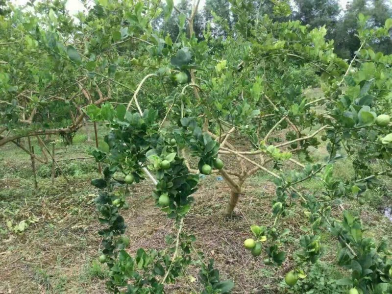 大量批发零售无籽香水柠檬包邮
