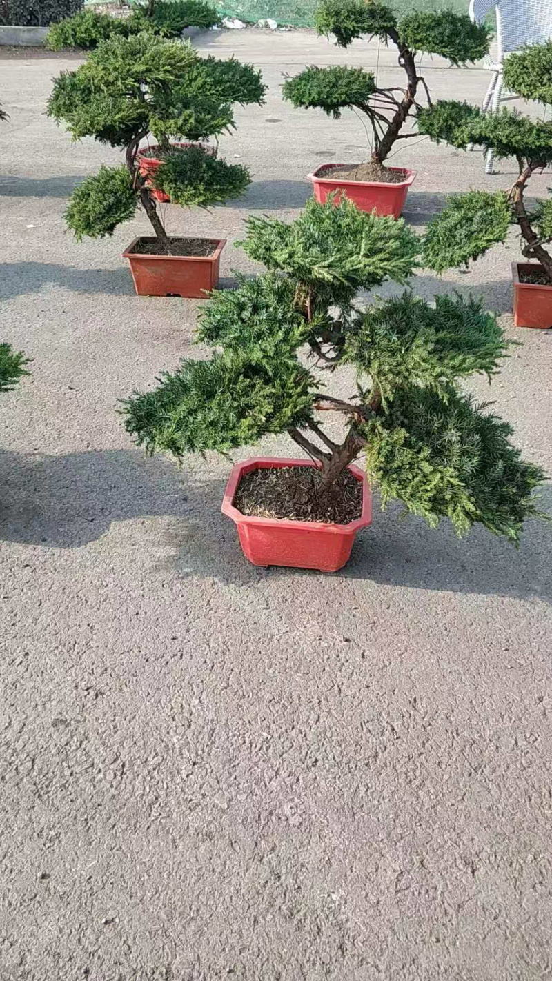 迎客松，造型迎客松盆景。