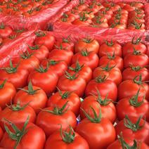 高端番茄红果蜡纸广州货，广西货，大量越南货现货供应，量大