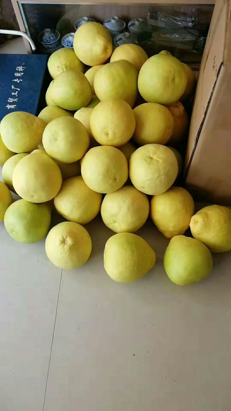 广西容县沙田柚大量批发零售