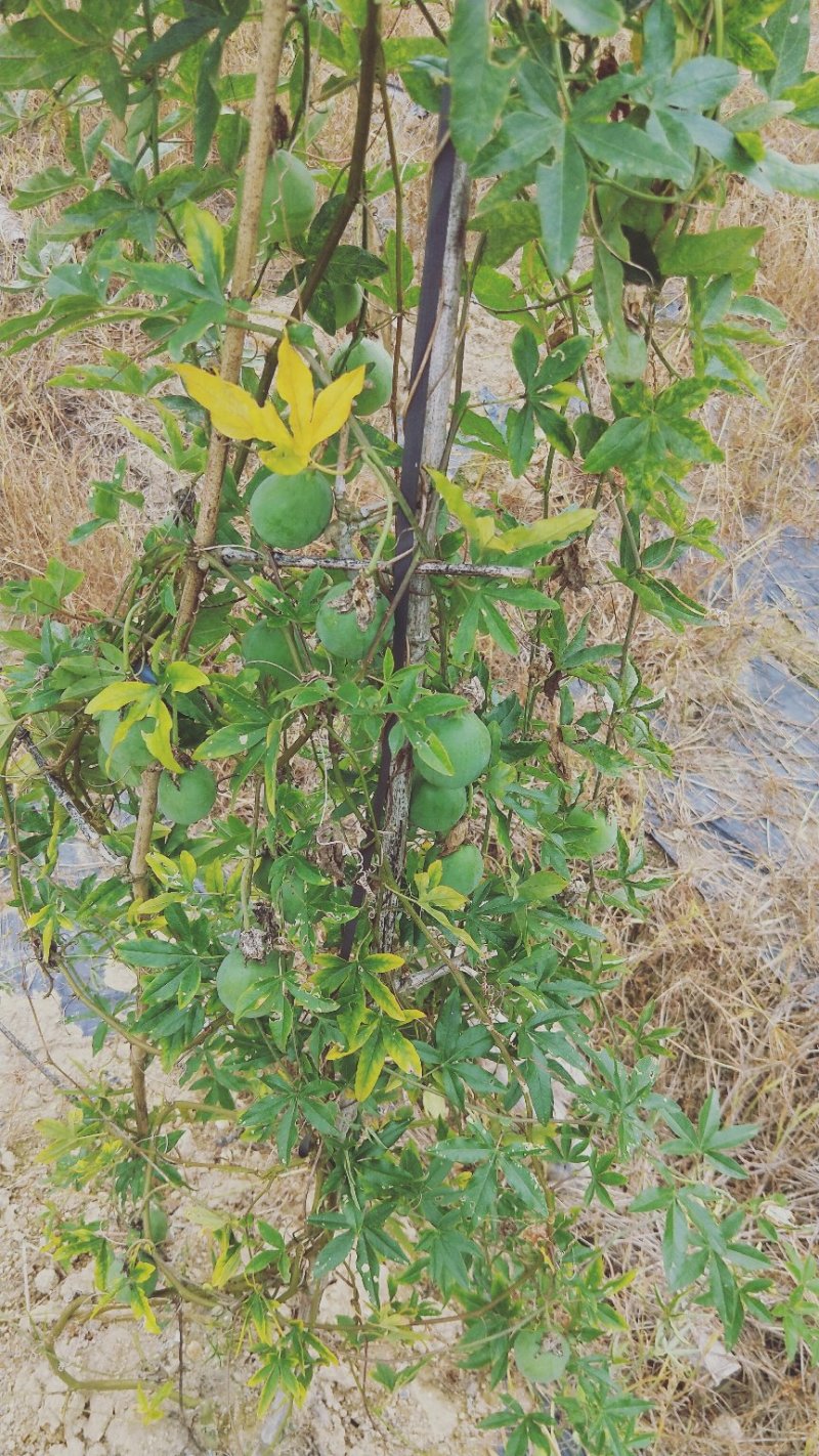 蓝冠百香果苗百香果苗木瓜百香果苗一年苗包邮
