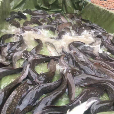 胡子鲶食用