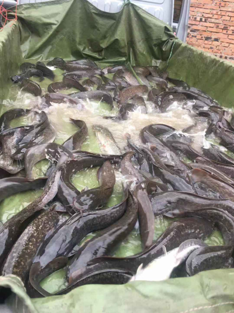 胡子鲶食用