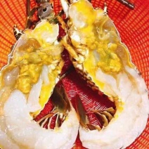 龙虾