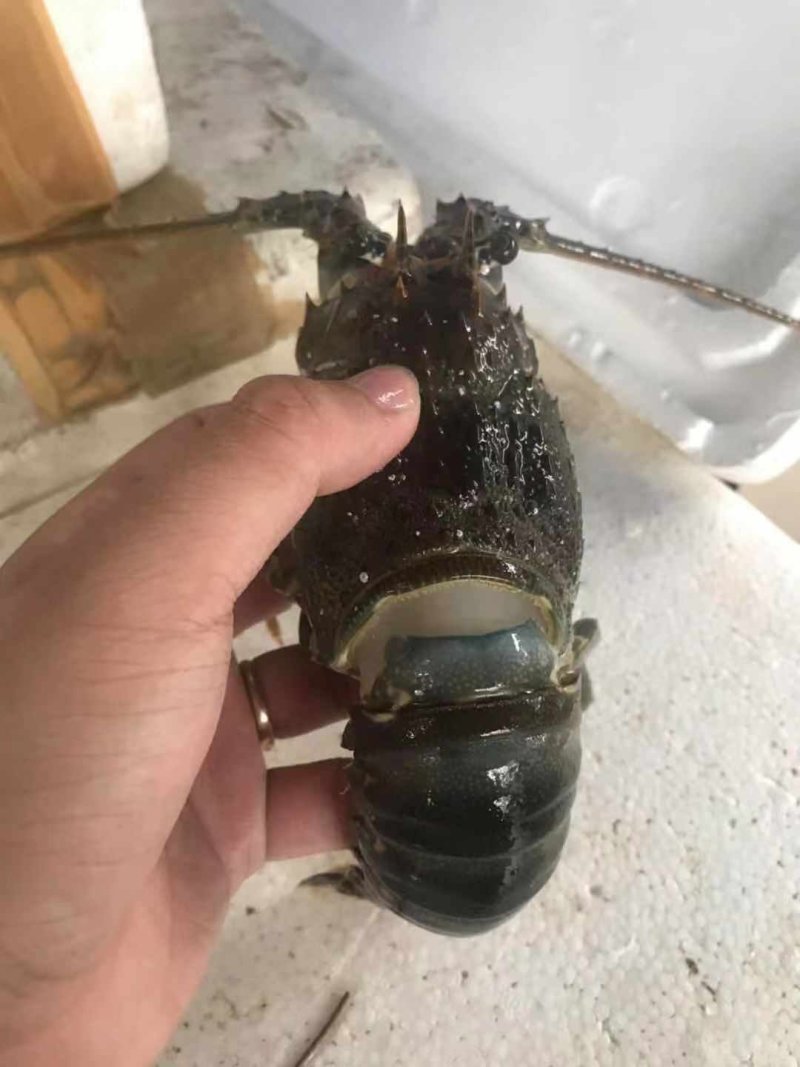 龙虾