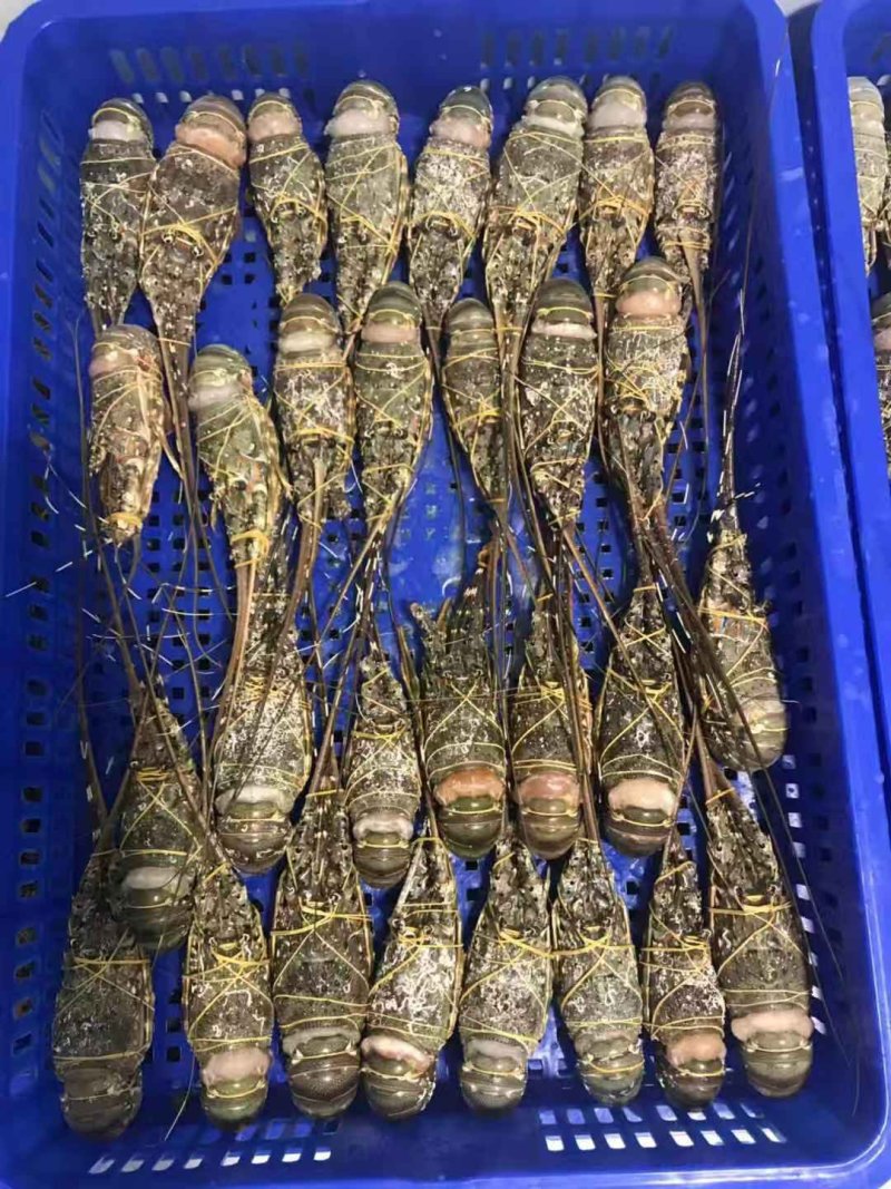 龙虾