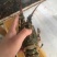 龙虾