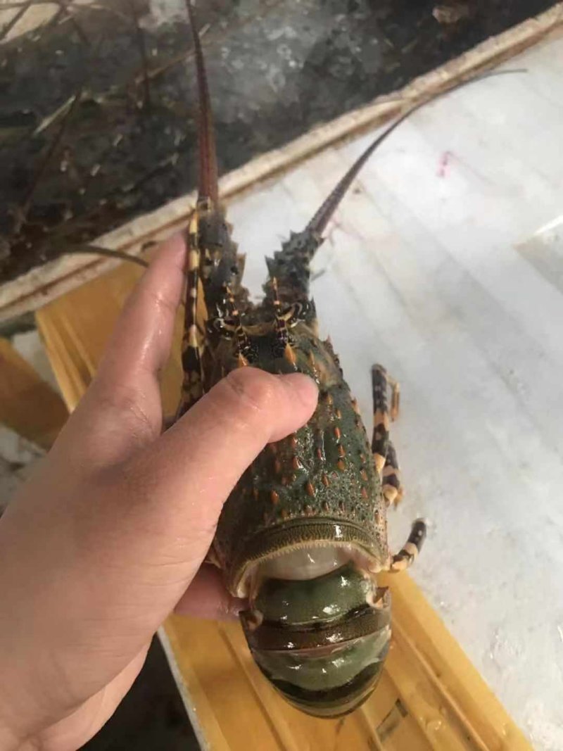 龙虾