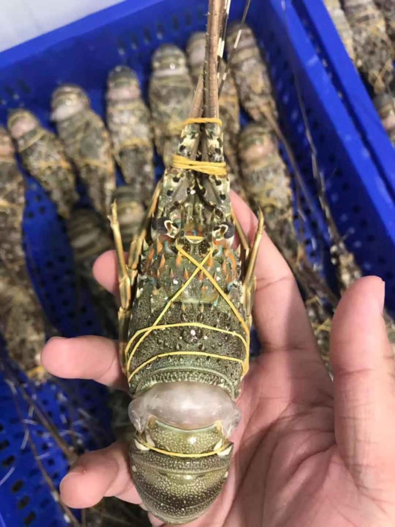 龙虾