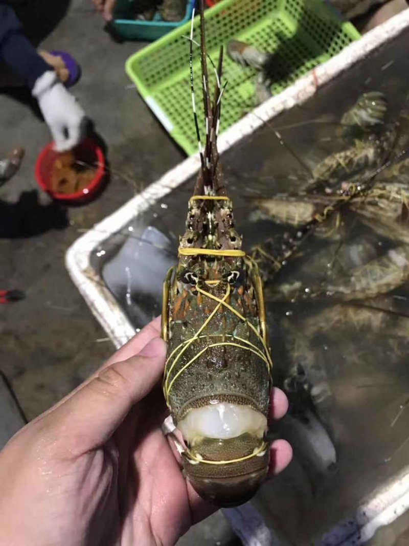 龙虾