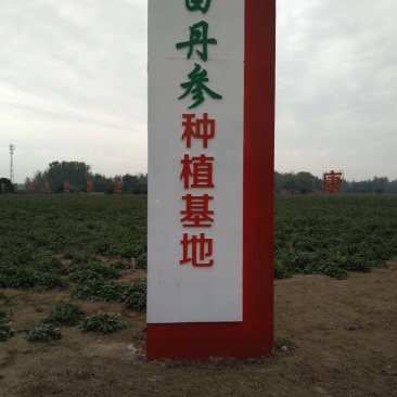 丹参