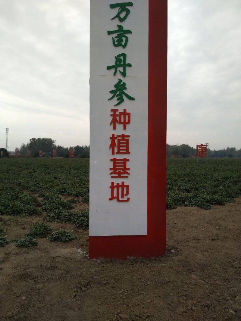 丹参