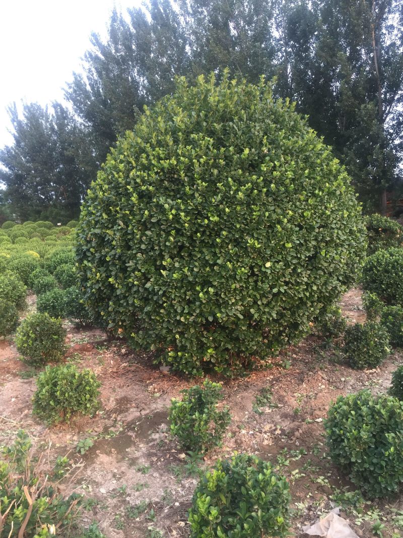 出售卫矛球，卫矛小苗各种绿化树，价格从优