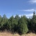 白皮松树