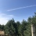白皮松树