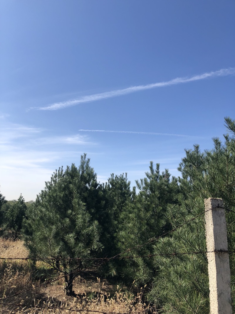 白皮松树
