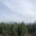 白皮松树