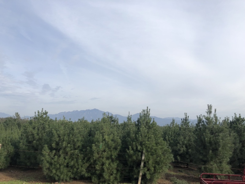 白皮松树