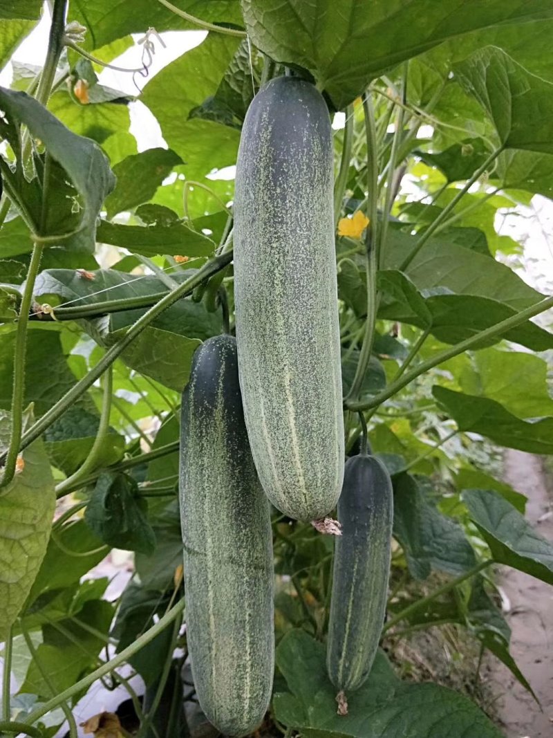 水果型吊瓜黄瓜苗，脆甜无苦味，品质保证，欢迎来电