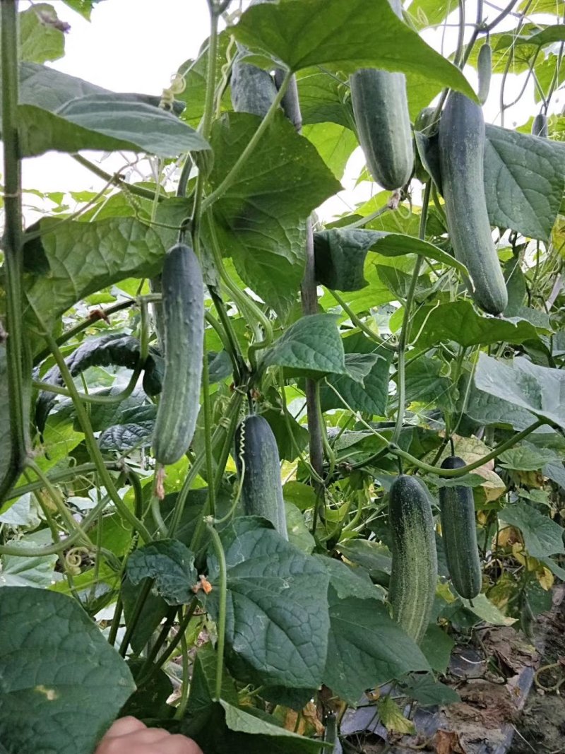 水果型吊瓜黄瓜苗，脆甜无苦味，品质保证，欢迎来电