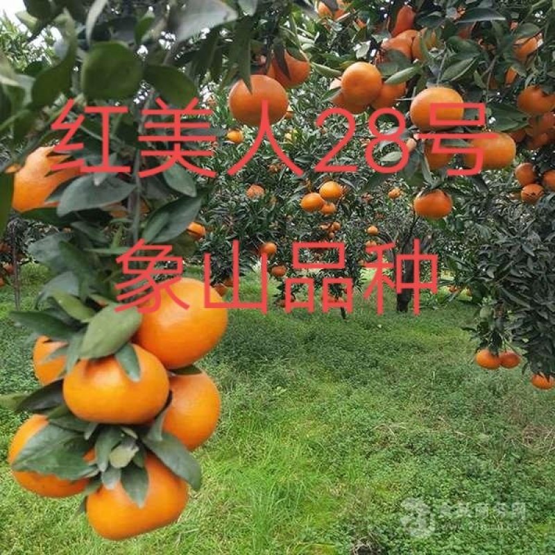 正宗象山红美人28号