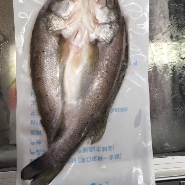 海鲈鱼