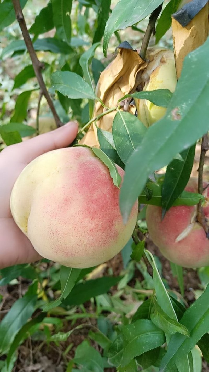 冬桃现货