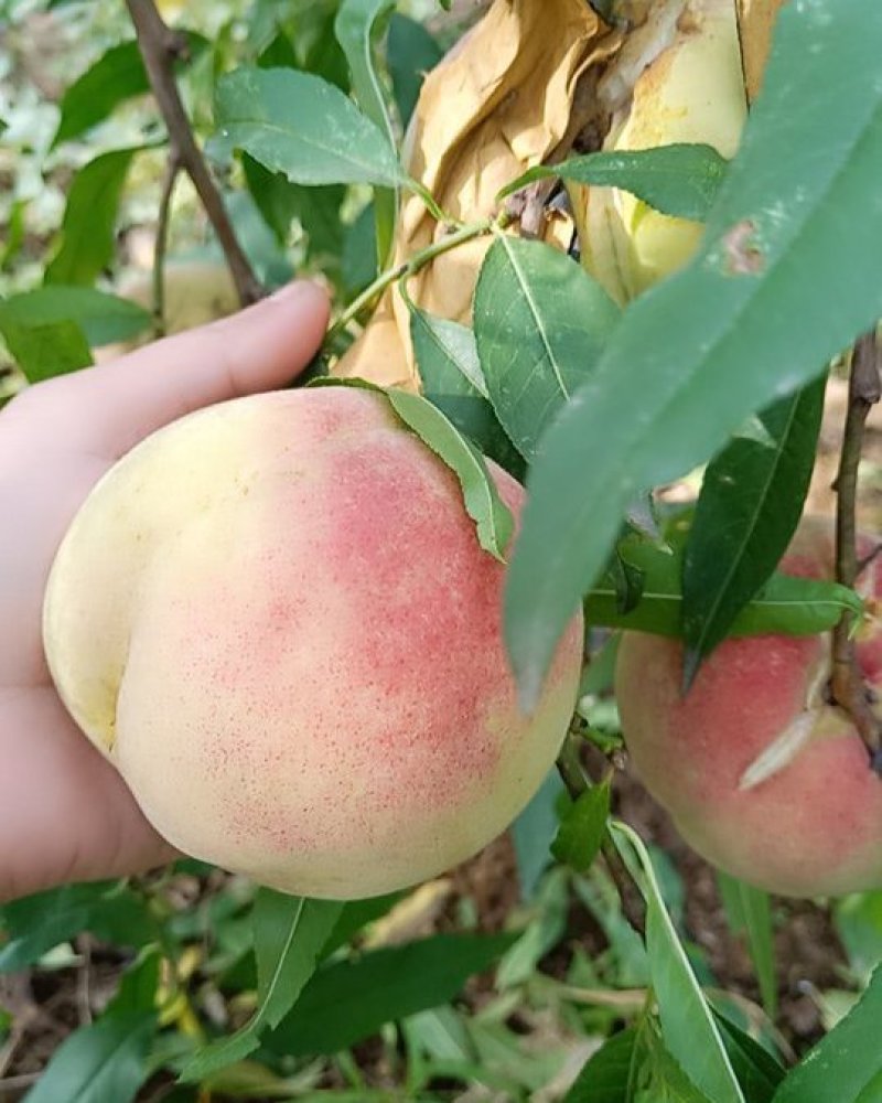 冬桃现货