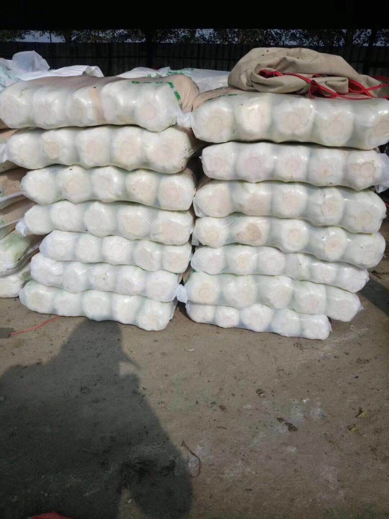 山东兰陵白菜黄心白菜大锦玲珑黄产地一手货源