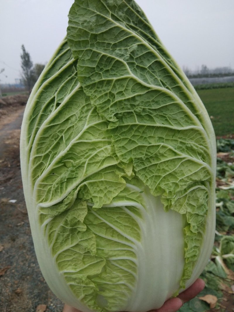 山东兰陵白菜黄心白菜大锦玲珑黄产地一手货源