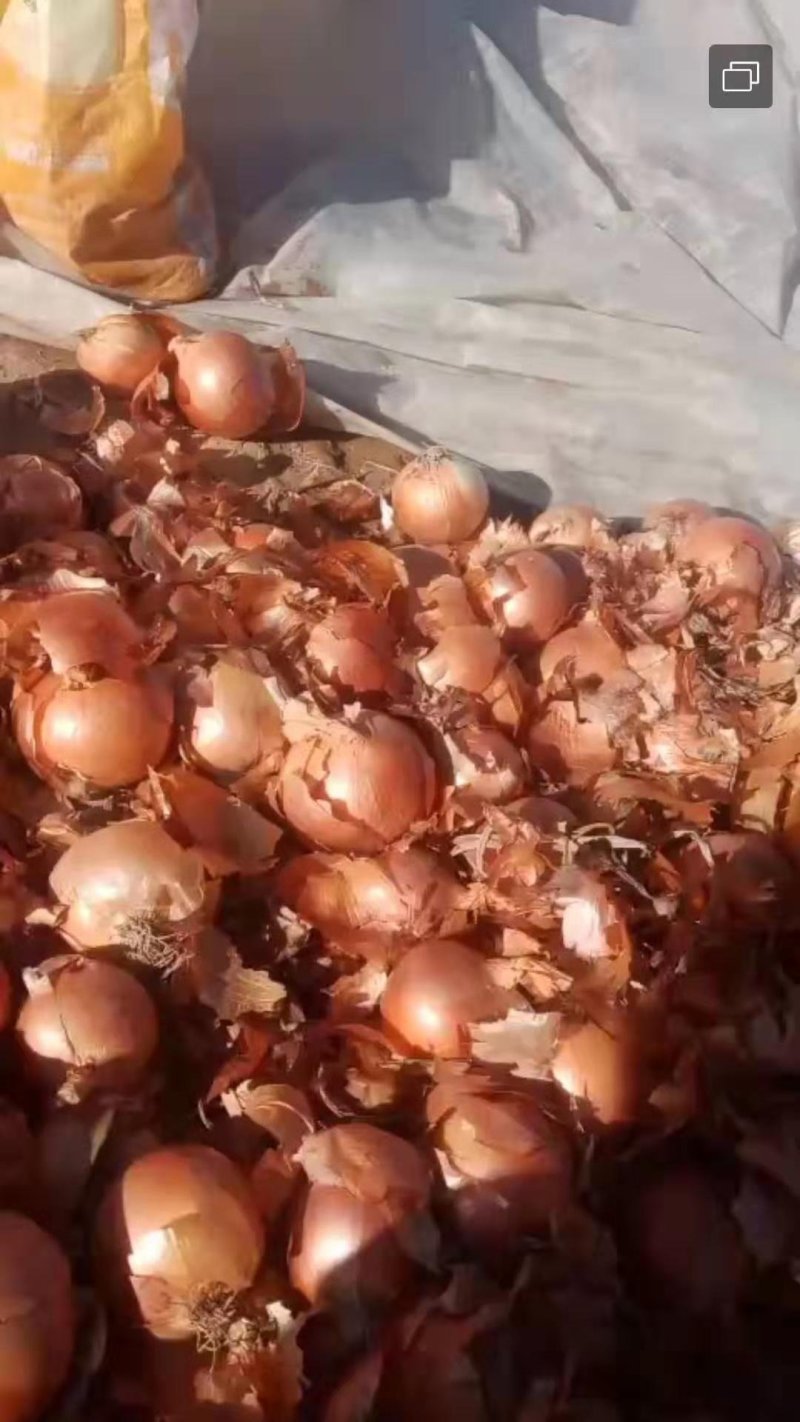 黄皮洋葱