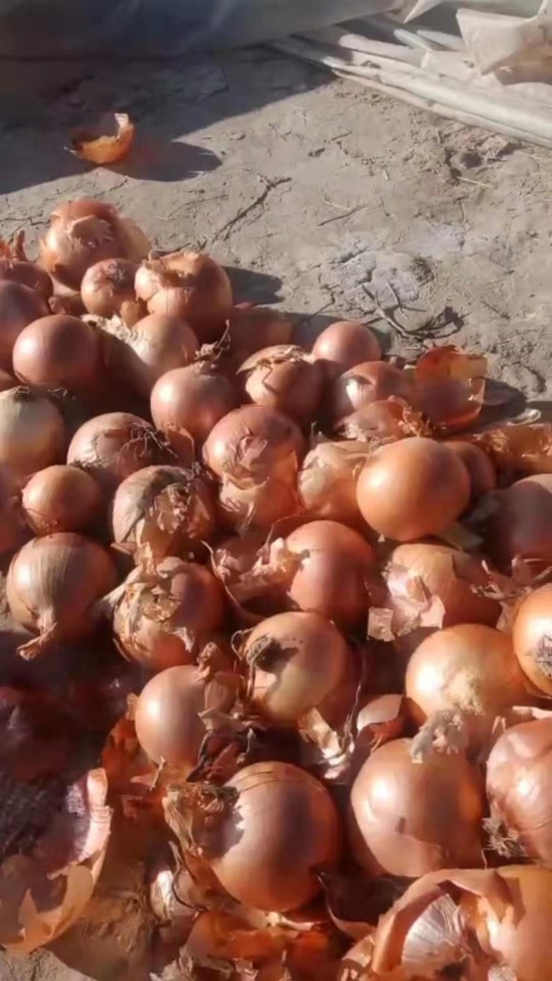 黄皮洋葱