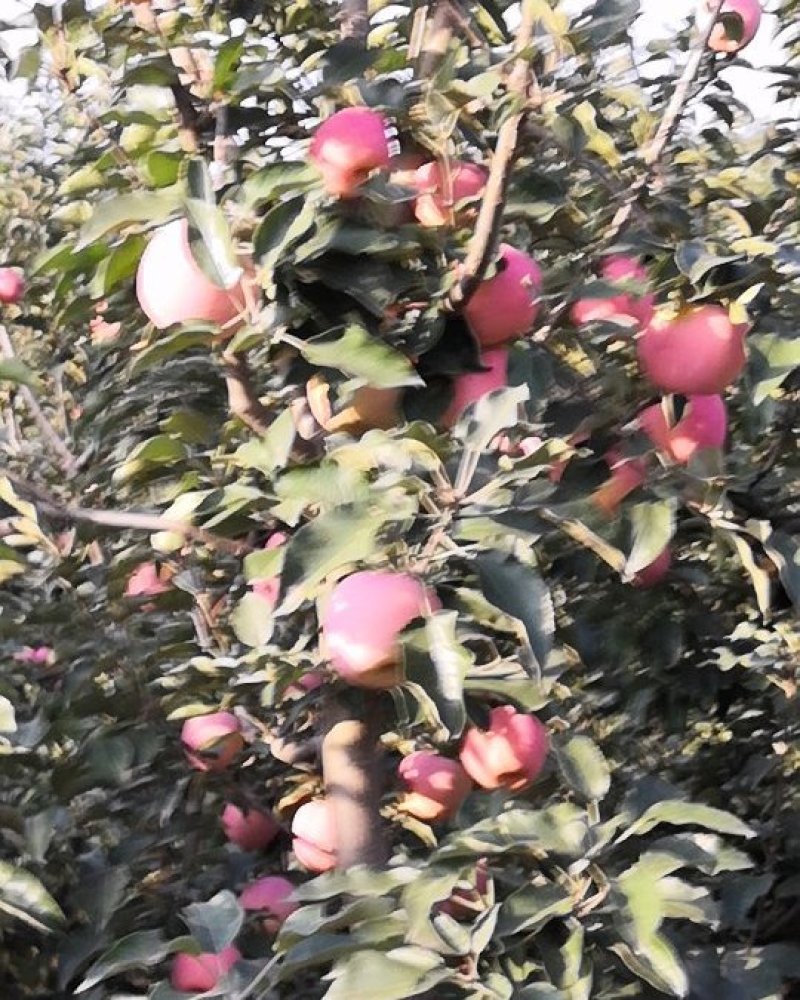 水果