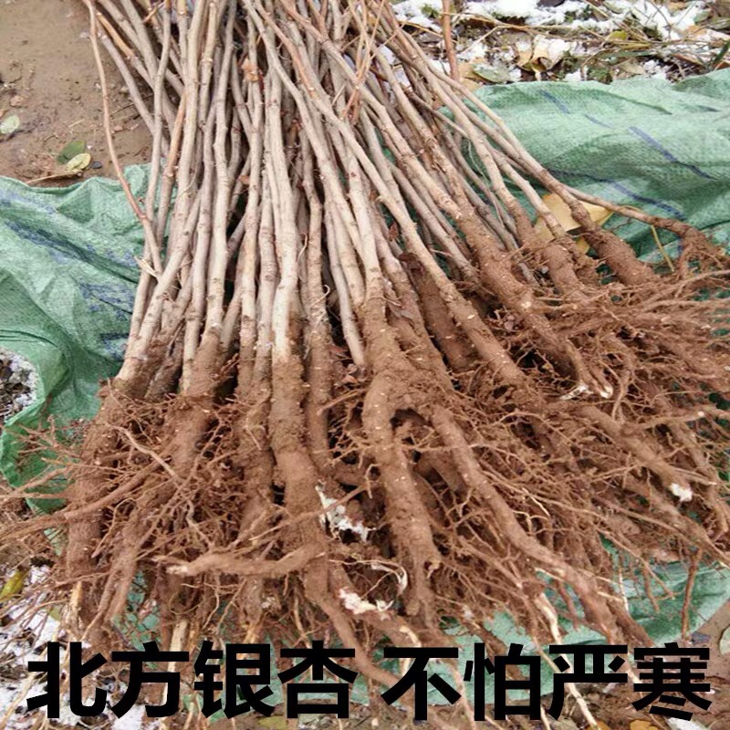 银杏苗银杏全部现挖现卖基地直销提供发票