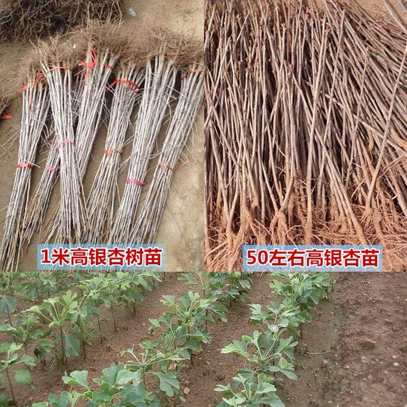 银杏苗银杏全部现挖现卖基地直销提供发票