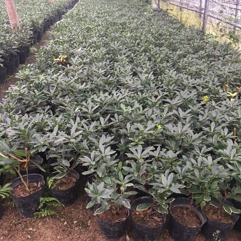 金边瑞香新品盆栽产地直销多种规格一件起批量大从优