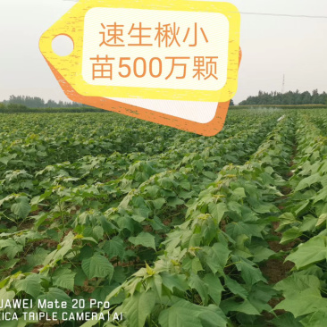 楸树小苗